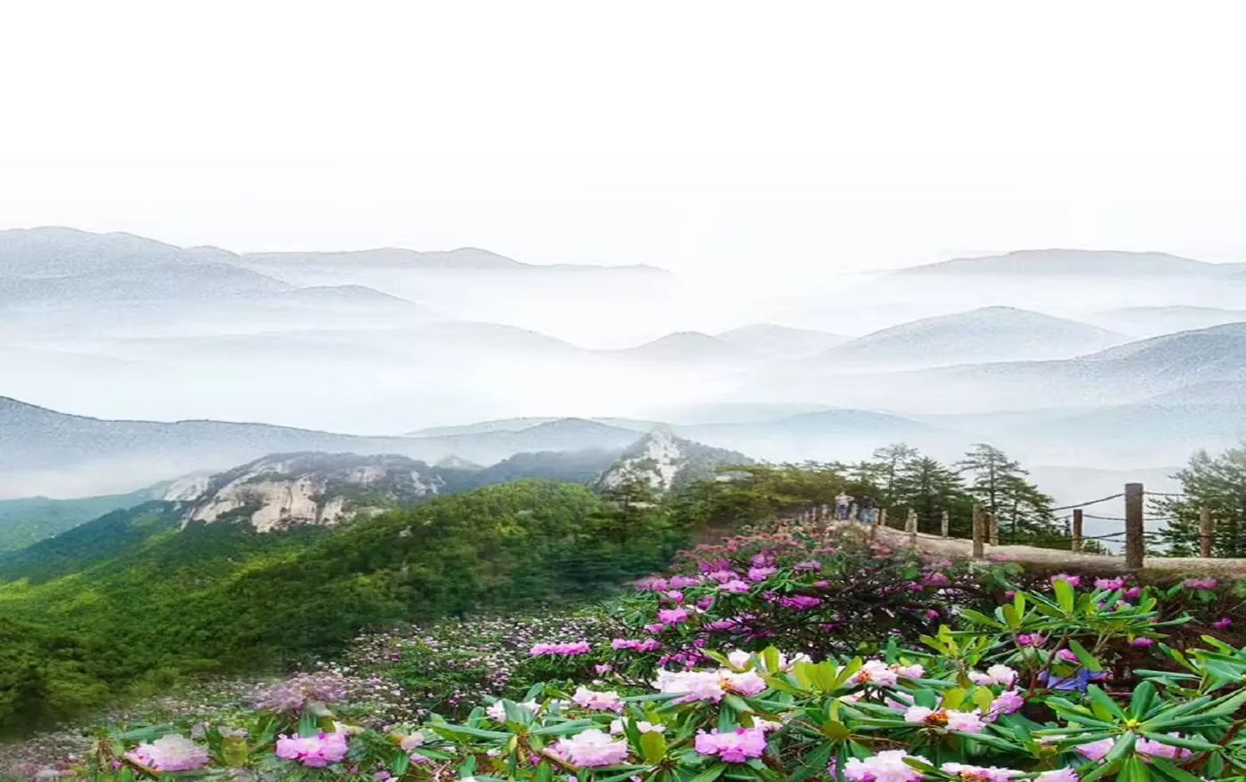 木王国家森林公园实景图片