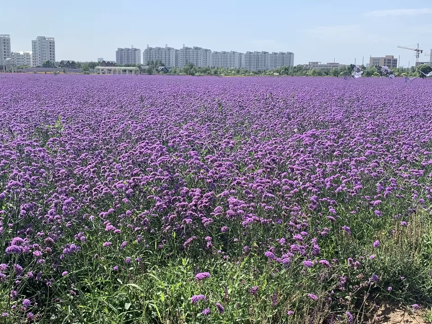 金昌植物园