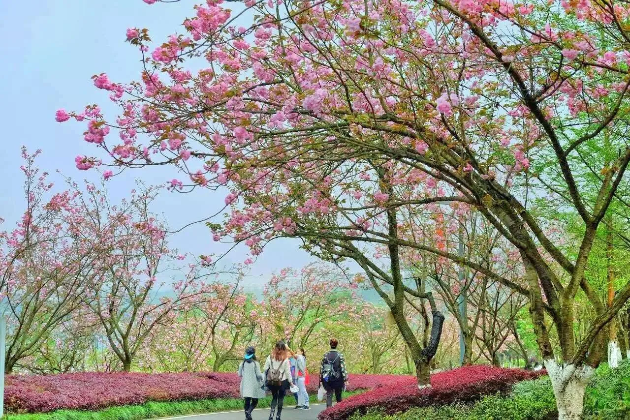 重庆园博园风景图片
