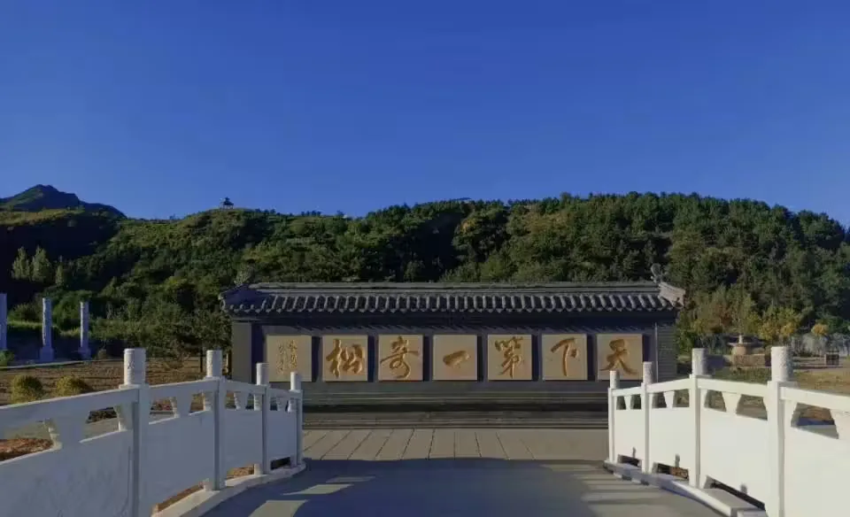 九龙松