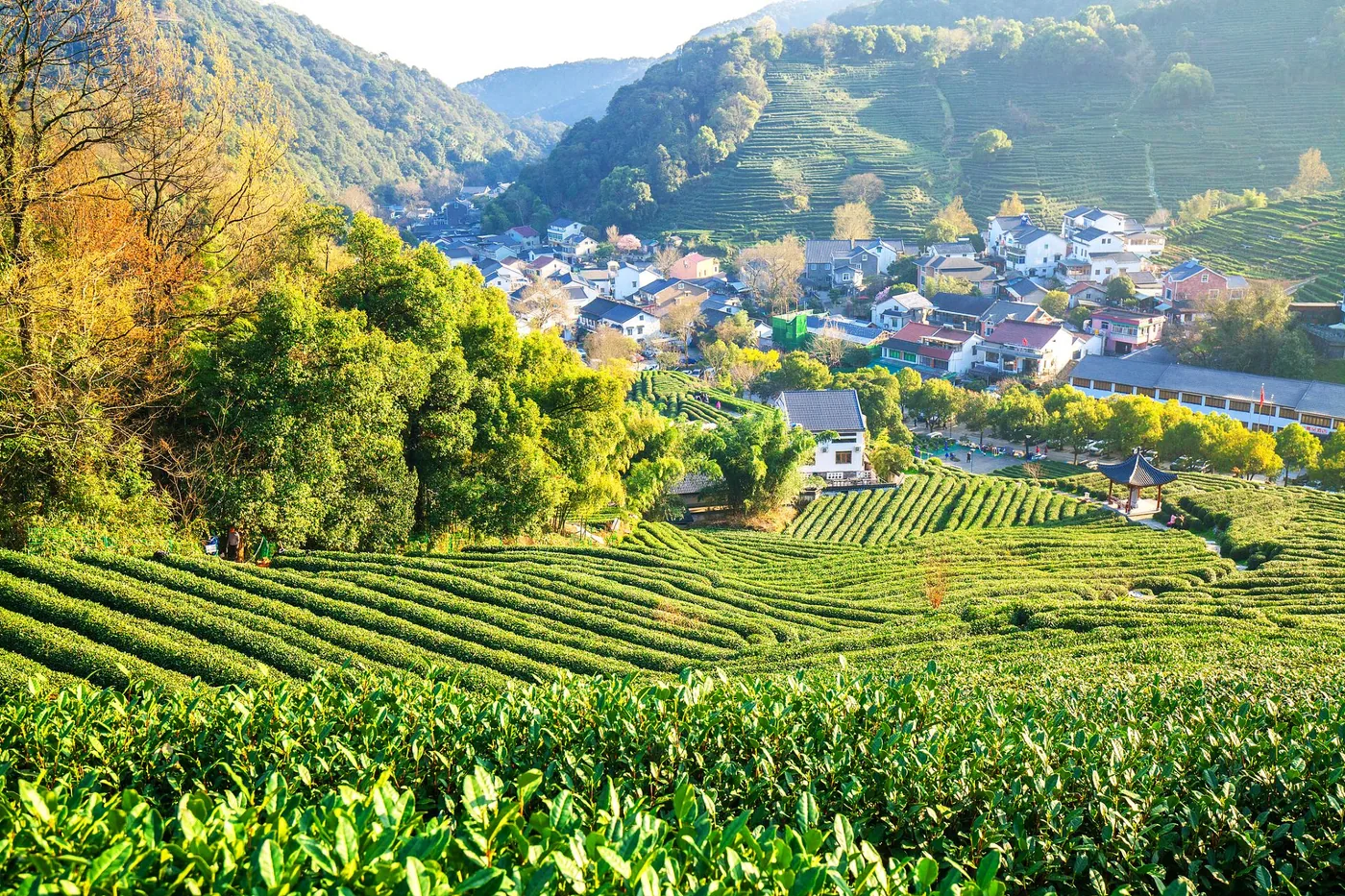 龙井村