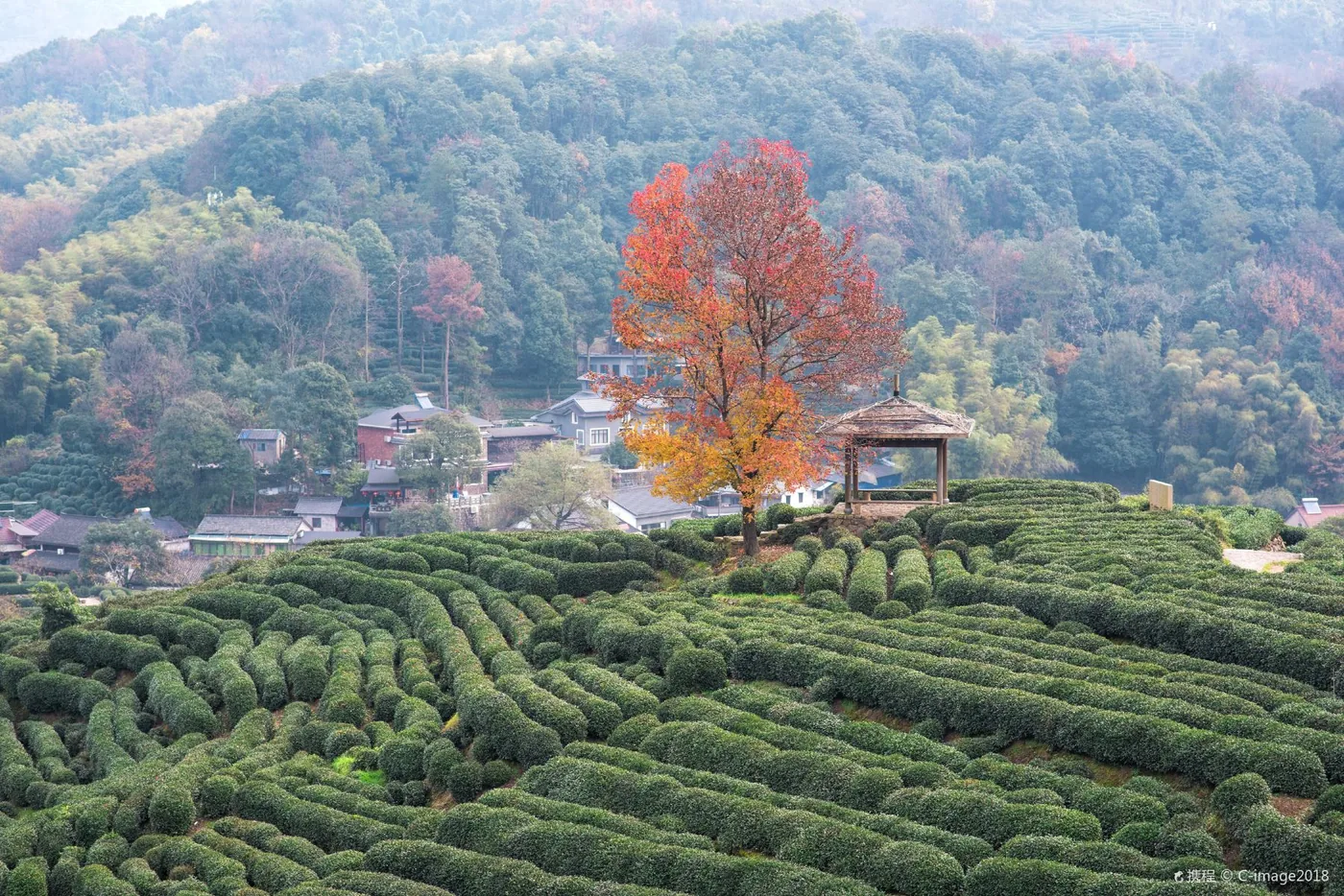 龙井村风景图片