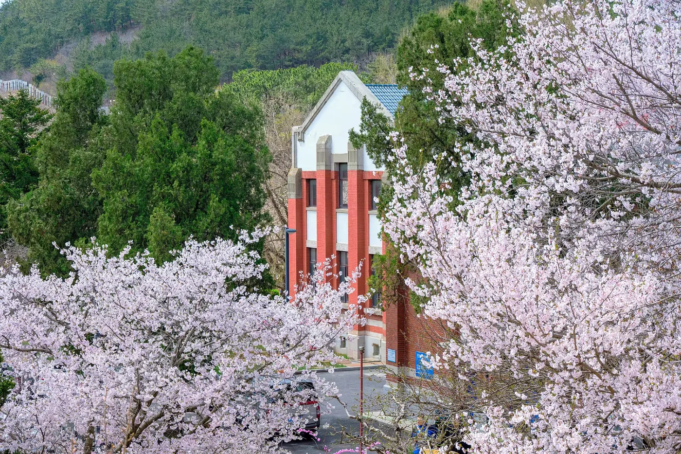 龙王塘樱花园