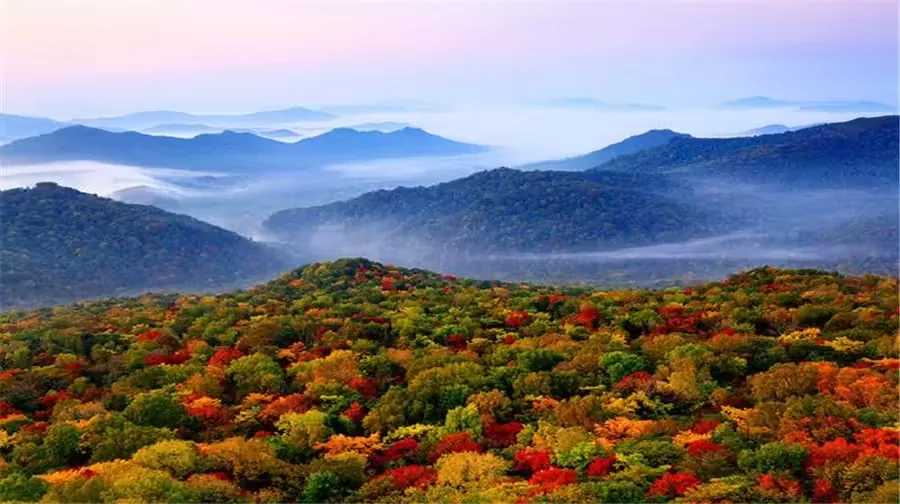 金龙山森林公园