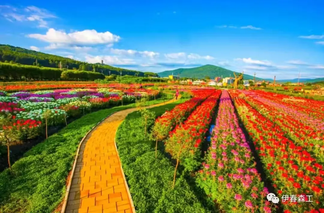朗乡花海