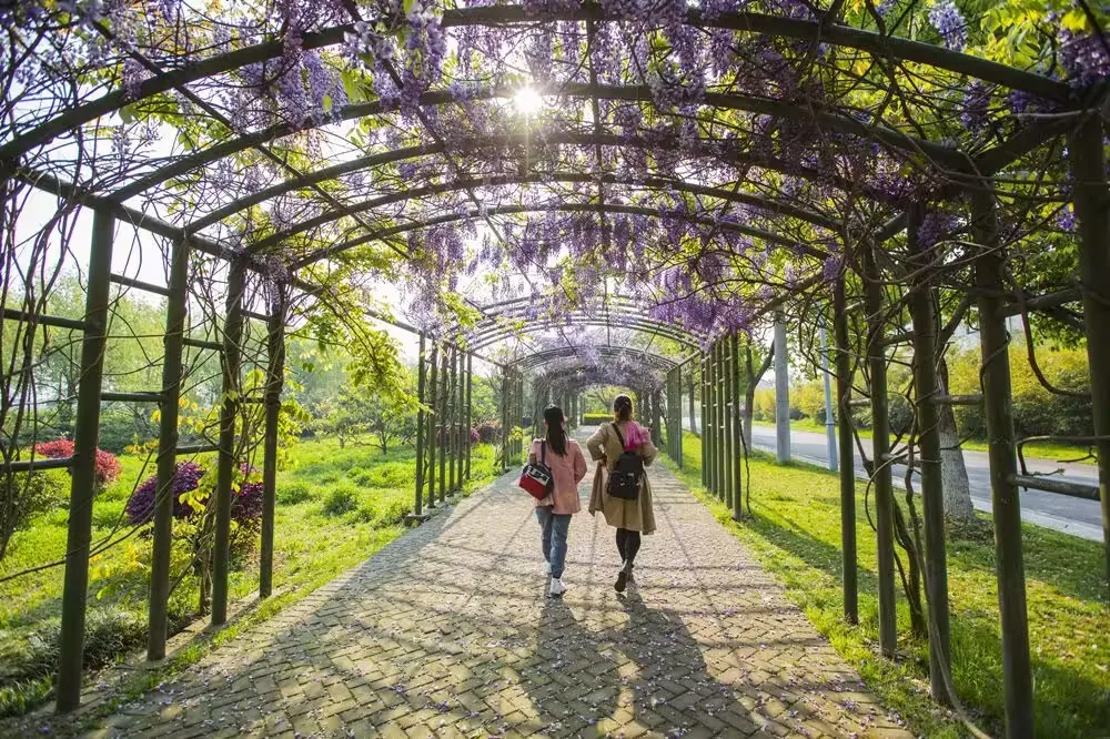 无锡阳山桃花源实景图片
