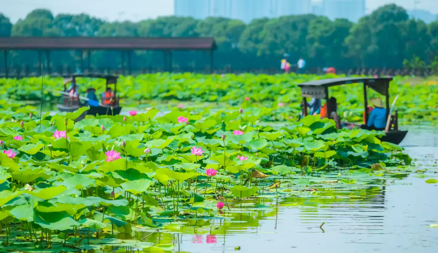 荷塘月色湿地公园