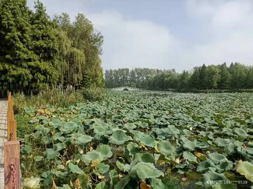 泗阳生态公园