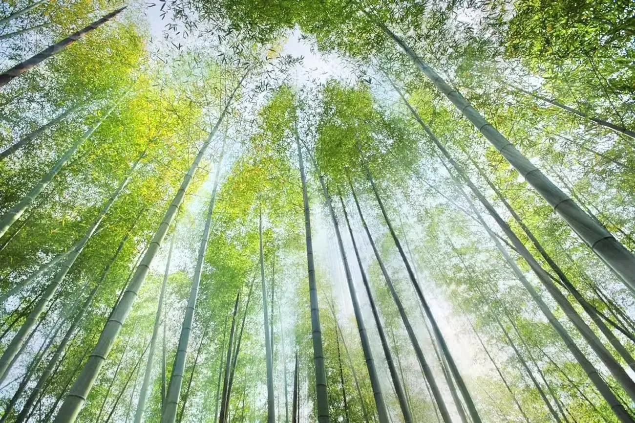 浙东大竹海风景图片