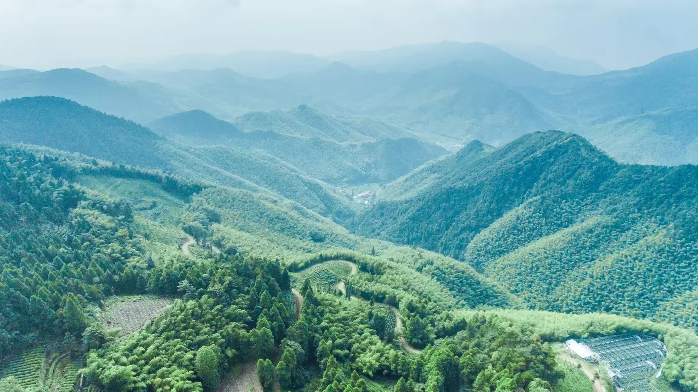 华顶国家森林公园实景图片