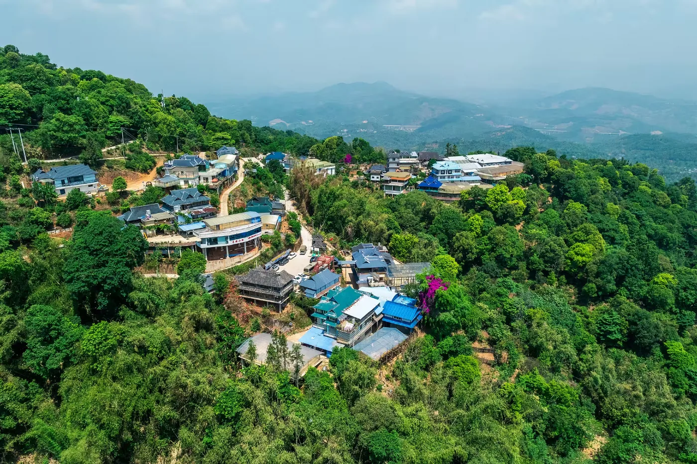 南糯山古茶园实景图片