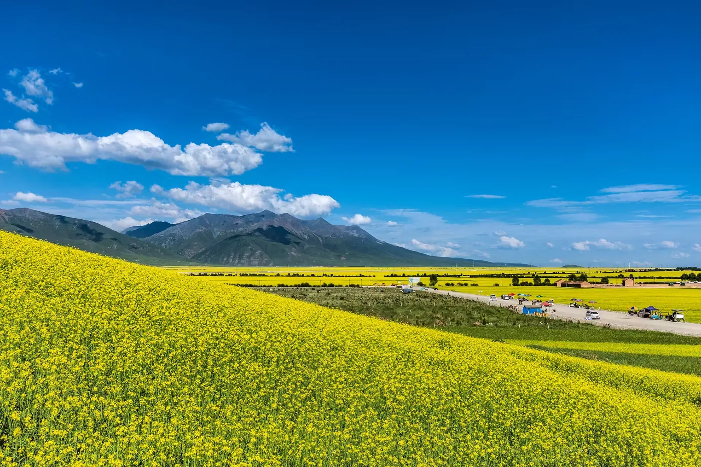 门源百里油菜花海实景图片