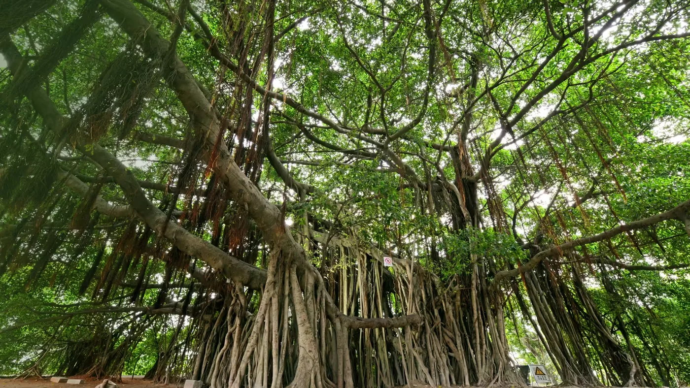胡里山炮台风景图片