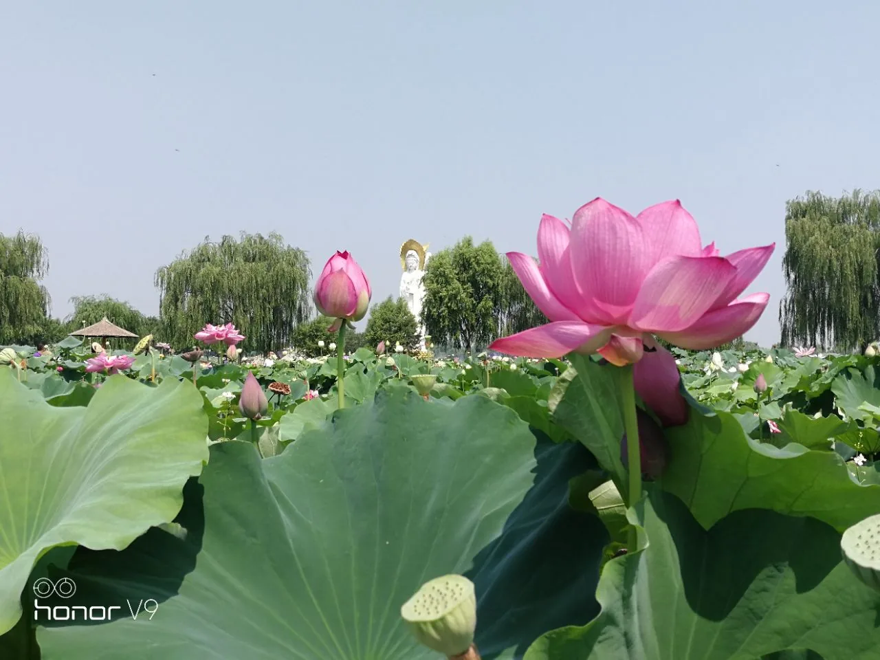 大桦背实景图片