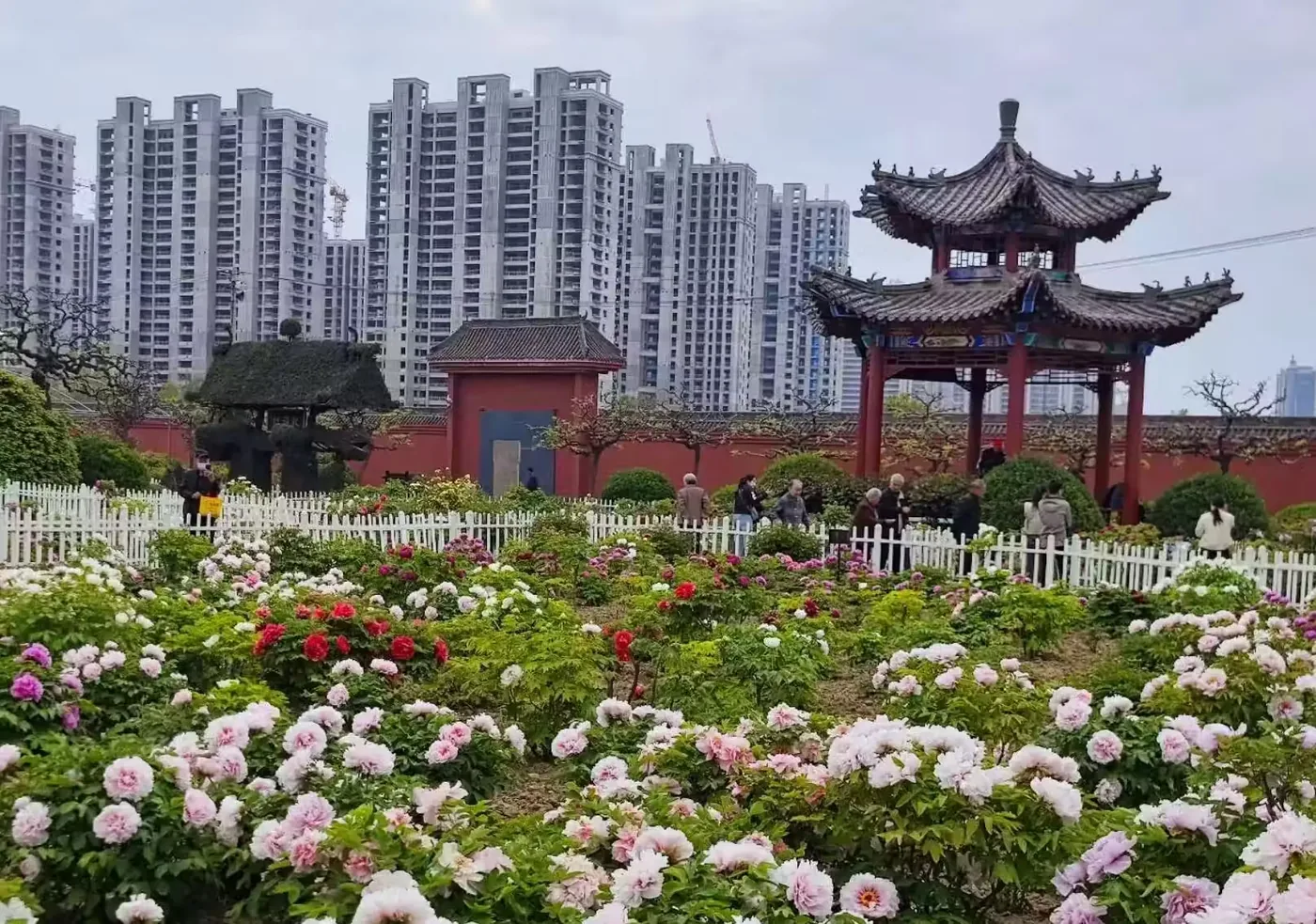 古今牡丹园实景图片