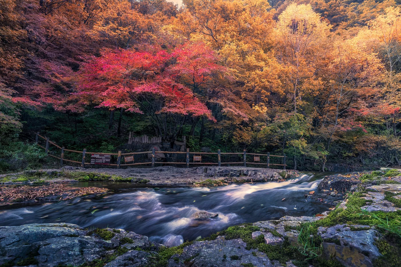 关门山国家森林公园秋日枫叶实景图片