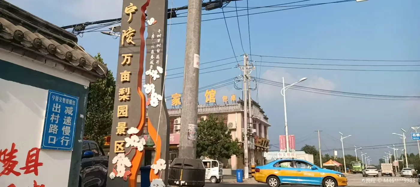 宁陵万亩梨园实景图片