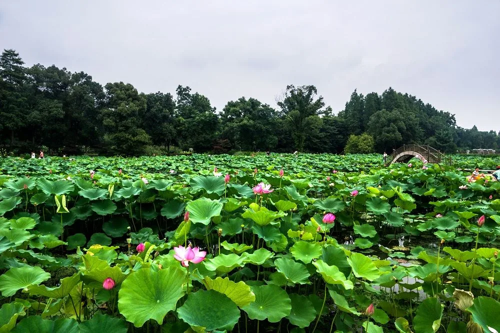 武汉植物园风景图片