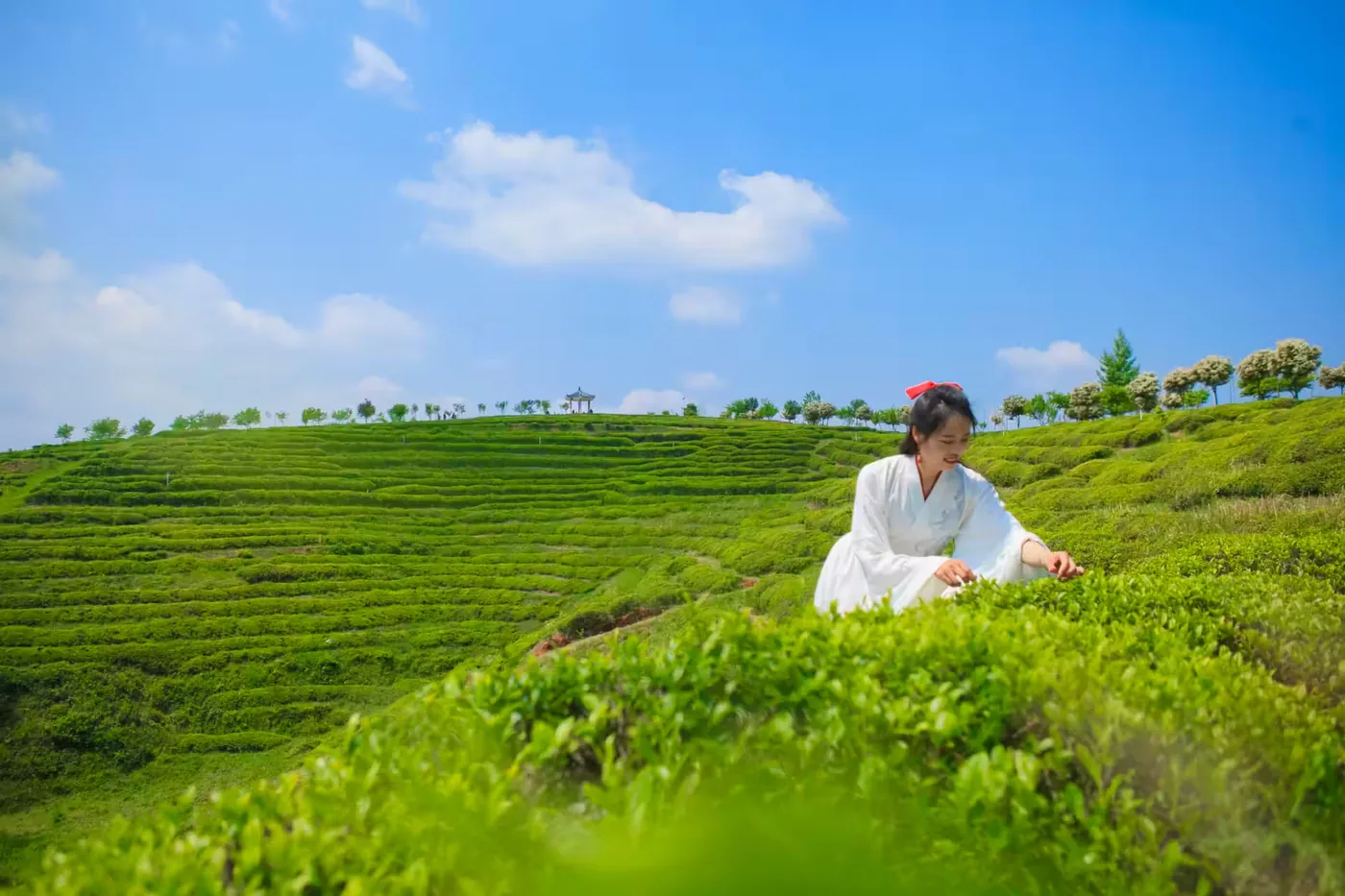 云峰山万亩茶园风景区实景图片